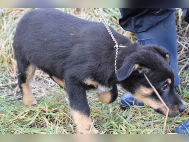 Bethany, ca. 4 Monate alt