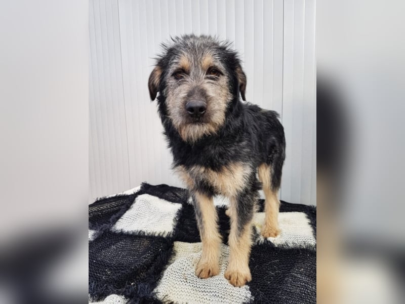 Kobold, ca. 7 Monate alt