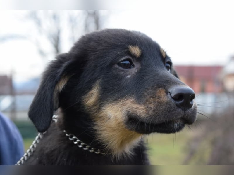 Bethany, ca. 4 Monate alt