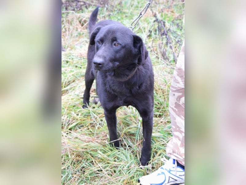 Funny, ca. 6 Jahre alt