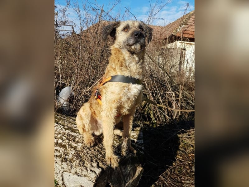 Tristan, ca. 2-3 Jahre alt