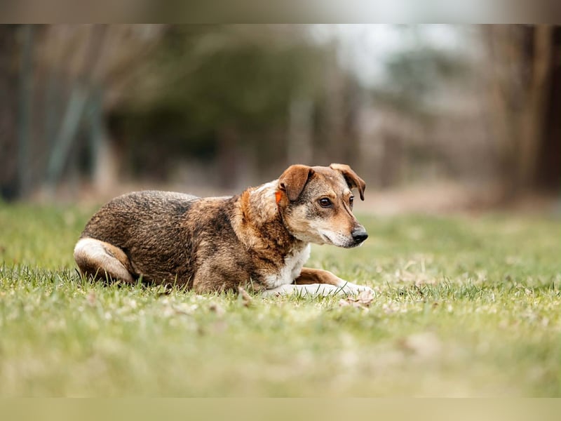 Ruhiges Zuhause für Heidi gesucht
