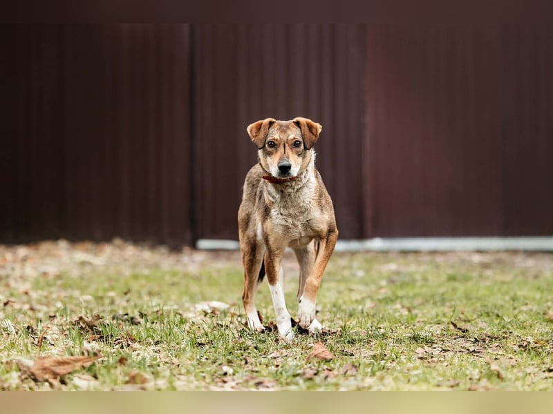 Ruhiges Zuhause für Heidi gesucht