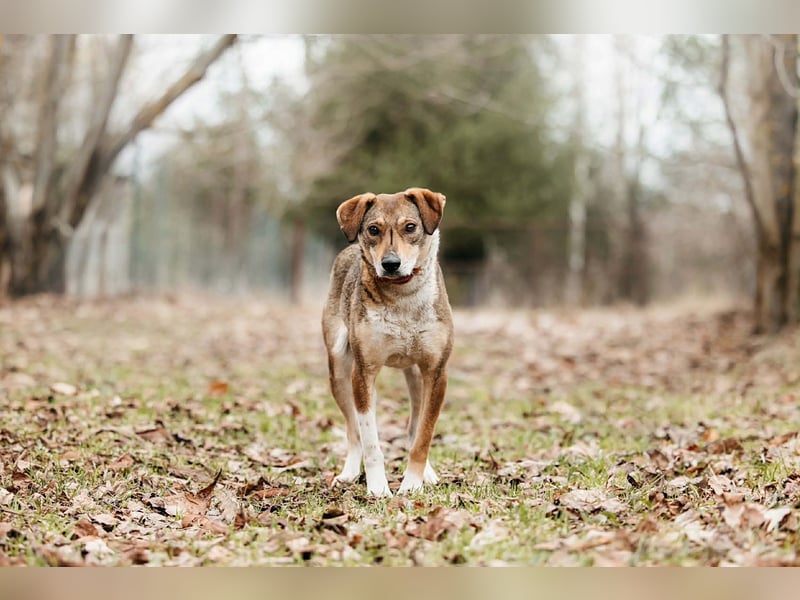 Ruhiges Zuhause für Heidi gesucht