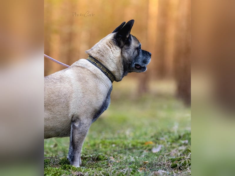 Freundliche Juta sucht ihre Menschen