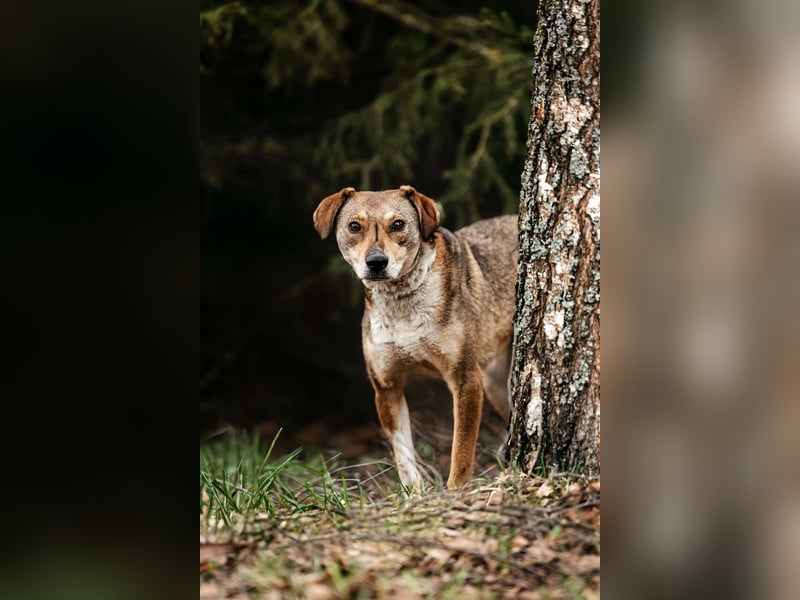 Ruhiges Zuhause für Heidi gesucht