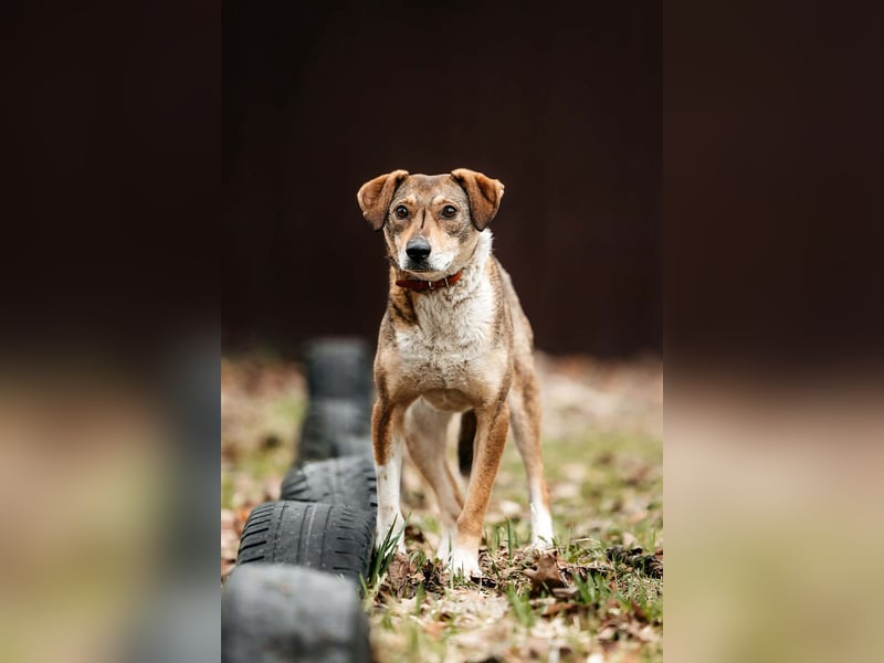 Ruhiges Zuhause für Heidi gesucht