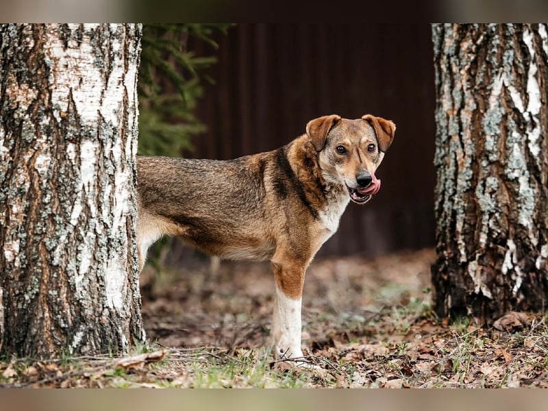 Ruhiges Zuhause für Heidi gesucht