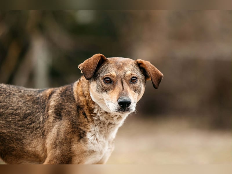 Ruhiges Zuhause für Heidi gesucht