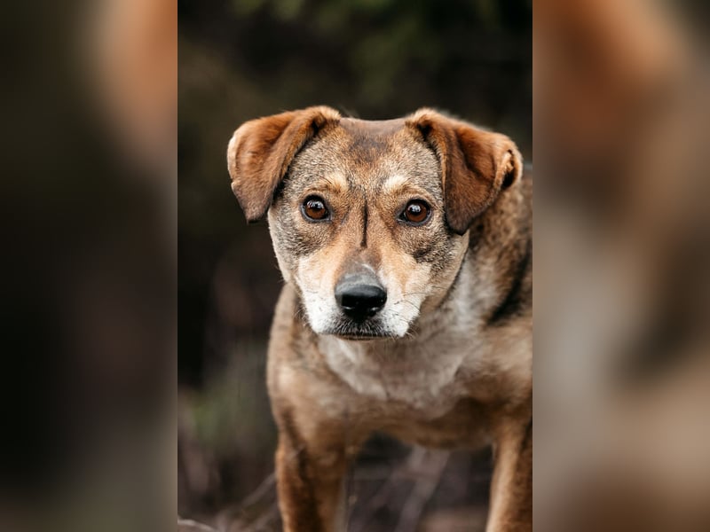 Ruhiges Zuhause für Heidi gesucht