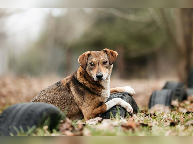 Ruhiges Zuhause für Heidi gesucht