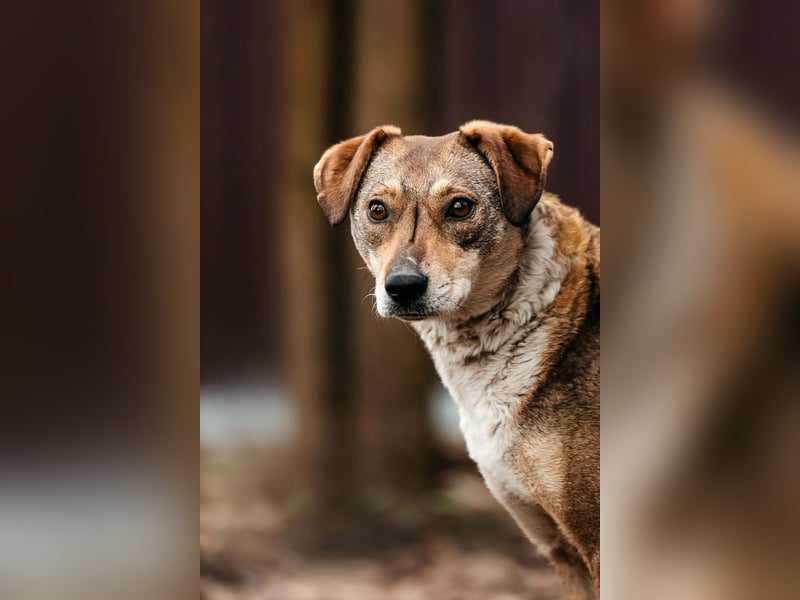 Ruhiges Zuhause für Heidi gesucht
