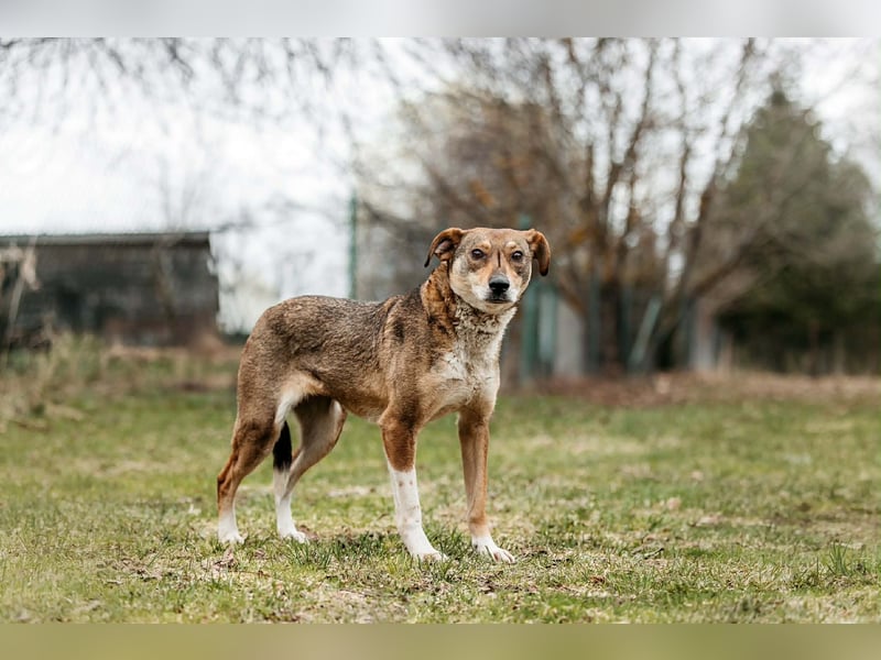 Ruhiges Zuhause für Heidi gesucht