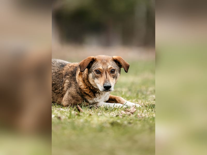 Ruhiges Zuhause für Heidi gesucht