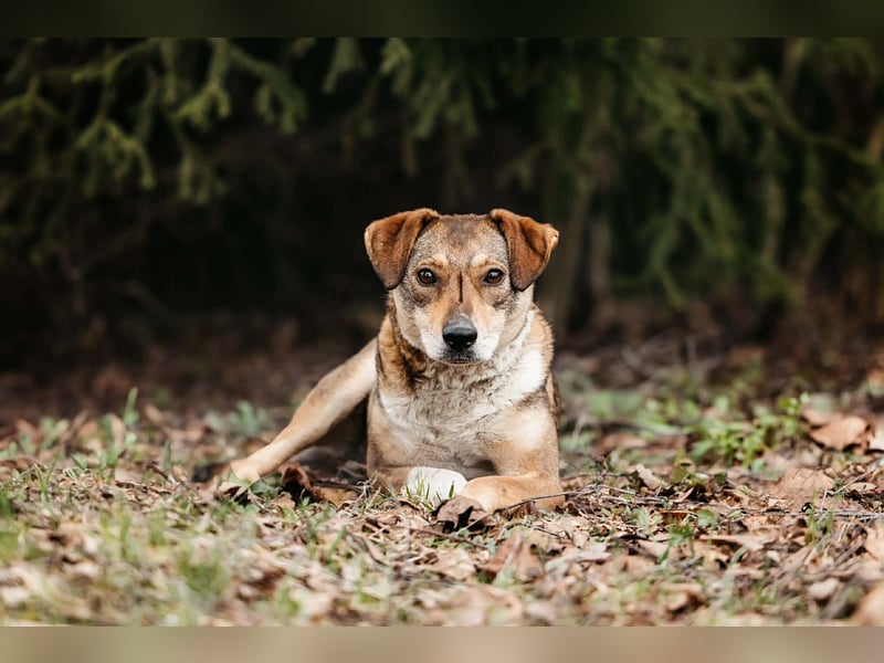 Ruhiges Zuhause für Heidi gesucht