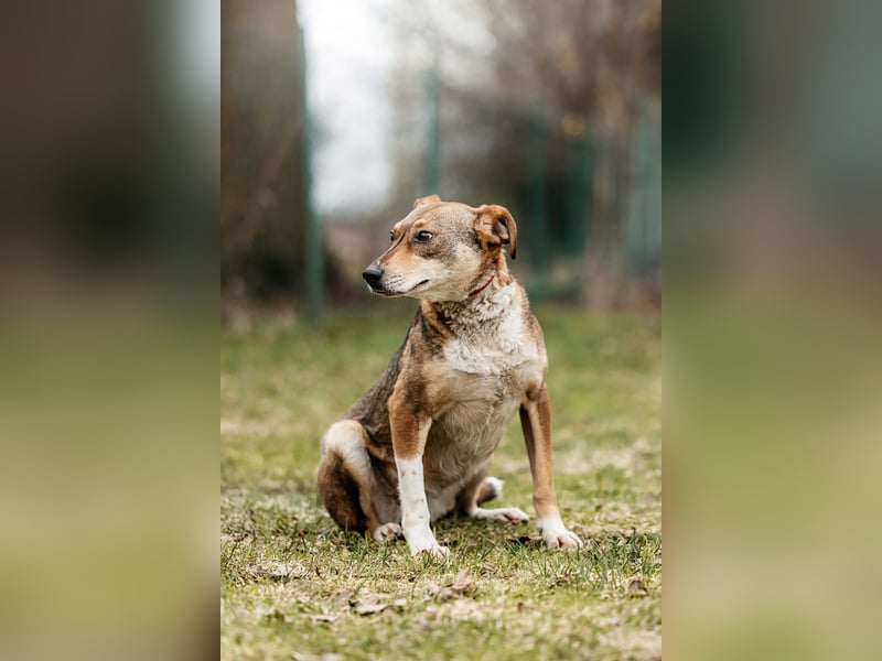 Ruhiges Zuhause für Heidi gesucht