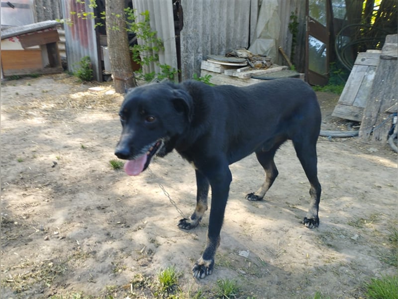 Kormi wurde obdachlos