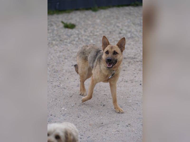 Lita -aktive junge Hündin mit Köpfchen sucht ihr Zuhause