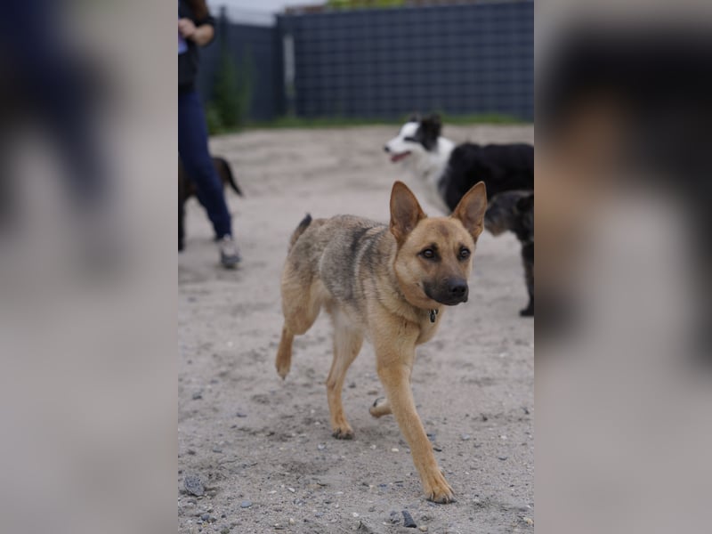 Lita -aktive junge Hündin mit Köpfchen sucht ihr Zuhause
