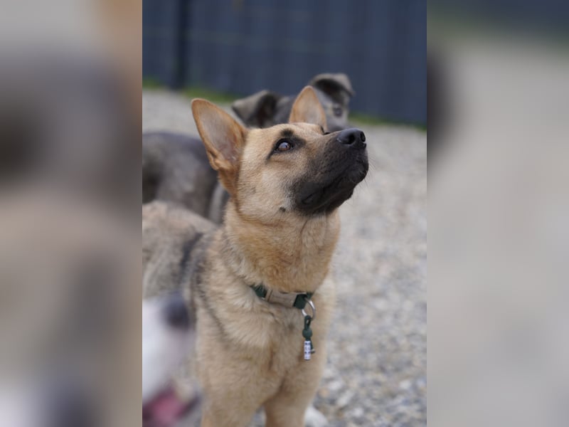 Lita -aktive junge Hündin mit Köpfchen sucht ihr Zuhause