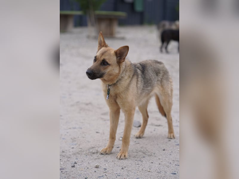 Lita -aktive junge Hündin mit Köpfchen sucht ihr Zuhause