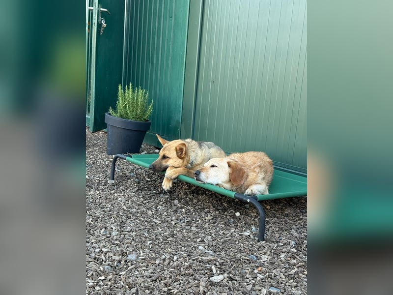 Lita -aktive junge Hündin mit Köpfchen sucht ihr Zuhause