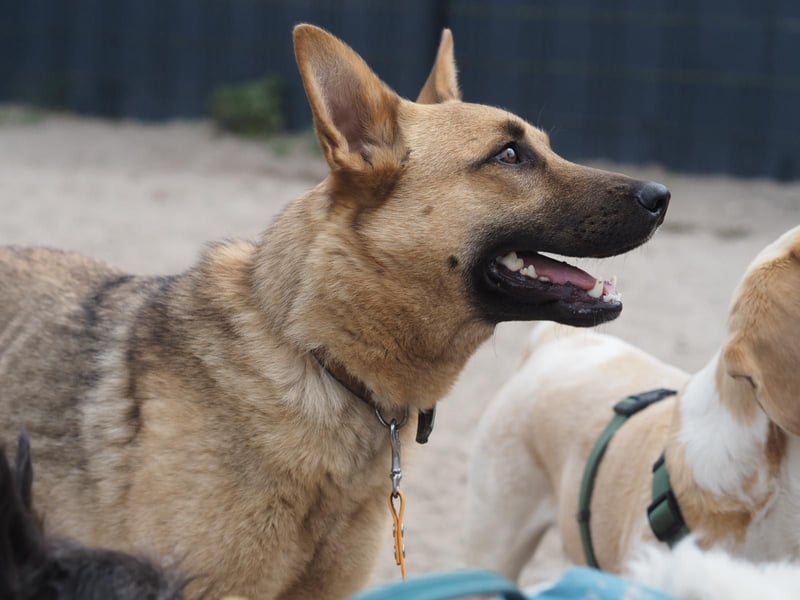 Lita -aktive junge Hündin mit Köpfchen sucht ihr Zuhause