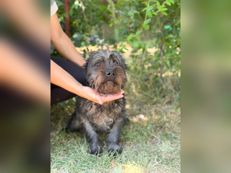 Samson - Sensibler, junger Rüde sucht seine Menschen!