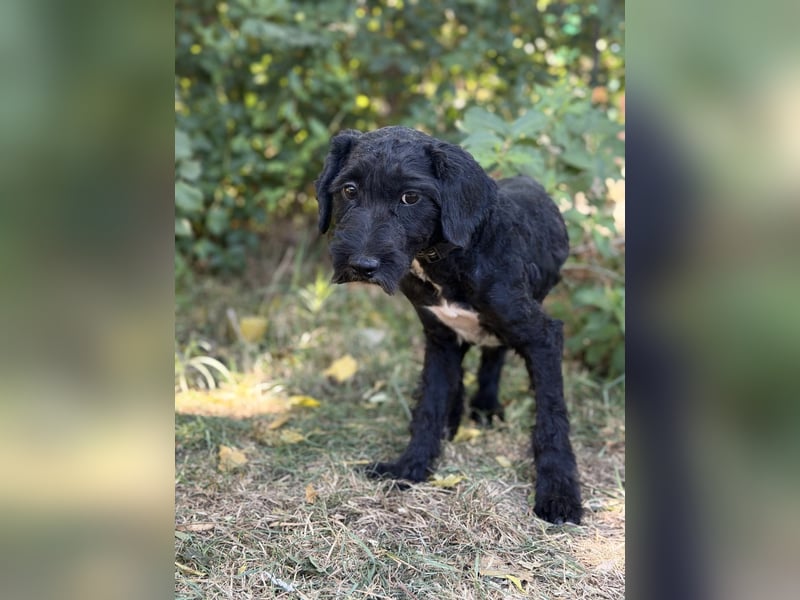 Bobita- Kleine Herzenshündin bereit für ihren Neustart