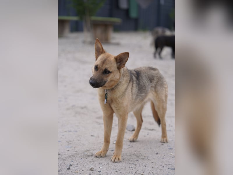 Lita -aktive junge Hündin mit Köpfchen sucht ihr Zuhause