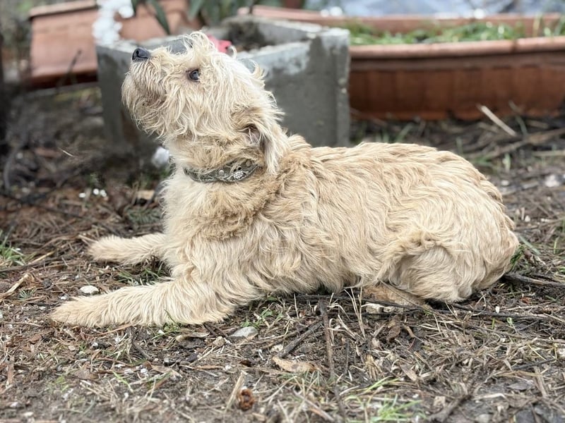 Walley -Bezaubernder Welpe auf der Suche nach seiner Familie!