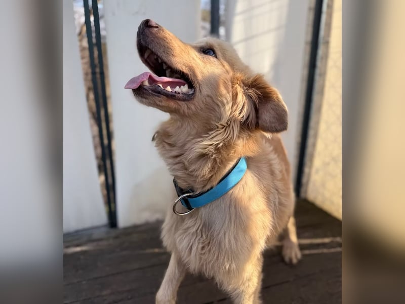 Alfi - Goldiger Rüde sucht sein Für-immer-Zuhause