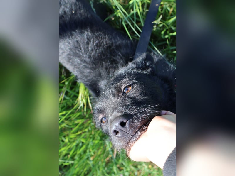 Stella - Liebevolle Hündin möchte endlich ankommen