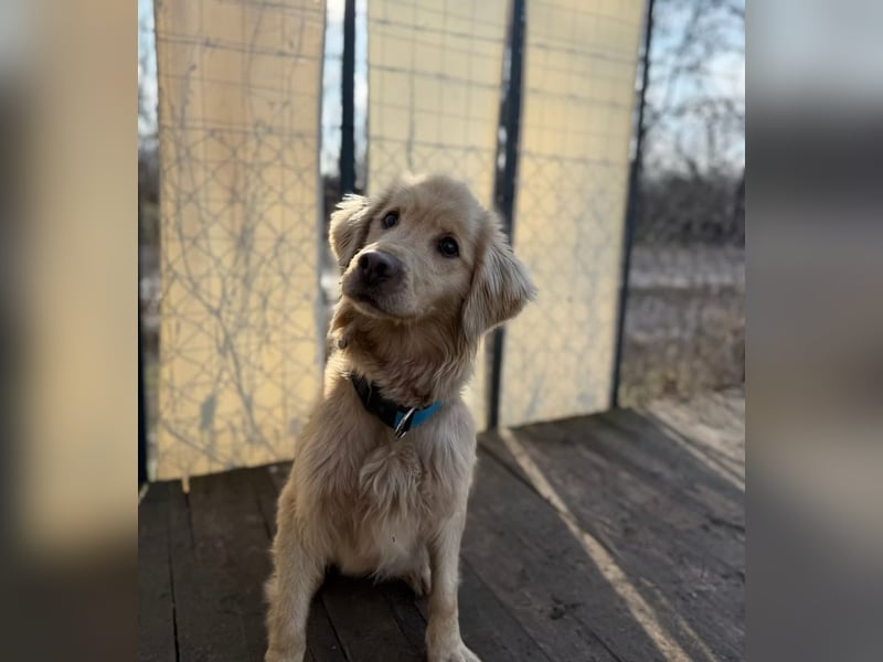 Alfi - Goldiger Rüde sucht sein Für-immer-Zuhause