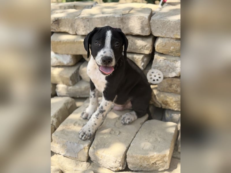 Onyx Fröhlicher kleiner Welpe sucht sein Für-Immer-Zuhause!