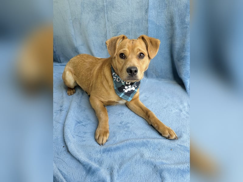 Frisco - Verschmuster Herzenshund sucht sein Glück