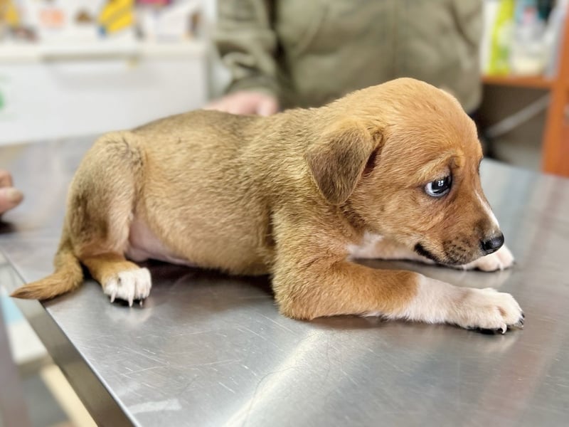 Alex - Kleiner Welpe sucht seine Menschen fürs Leben