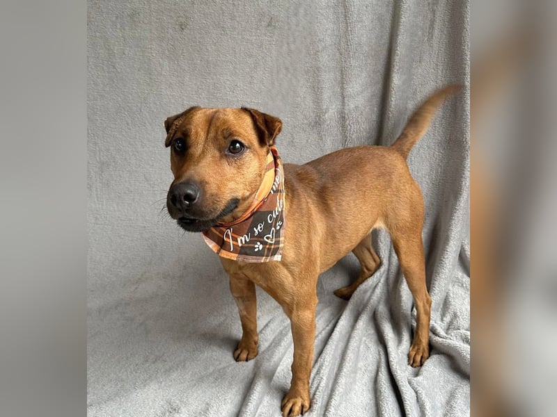 Zerind -Sensibler, freundlicher Rüde sucht seine Menschen!