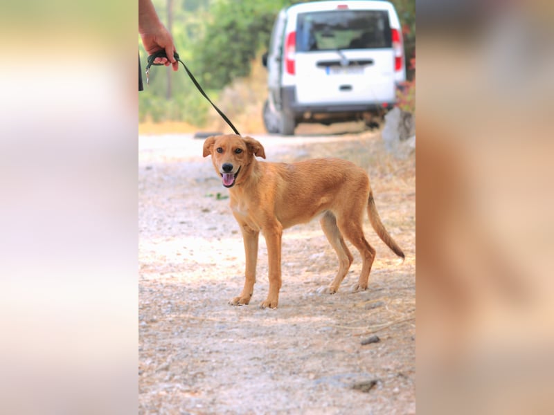 Ayla - Lebesnfrohes Hundemädchen sucht ihr Für-immer-Körbchen