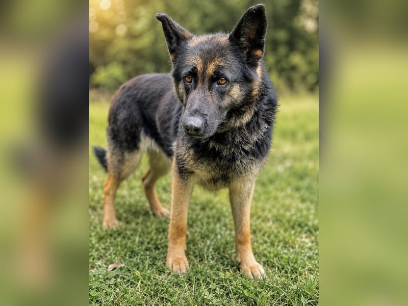 Dora (Démon) - Bezaubernde Schäfer-Mix-Hündin sucht ihr Zuhause!