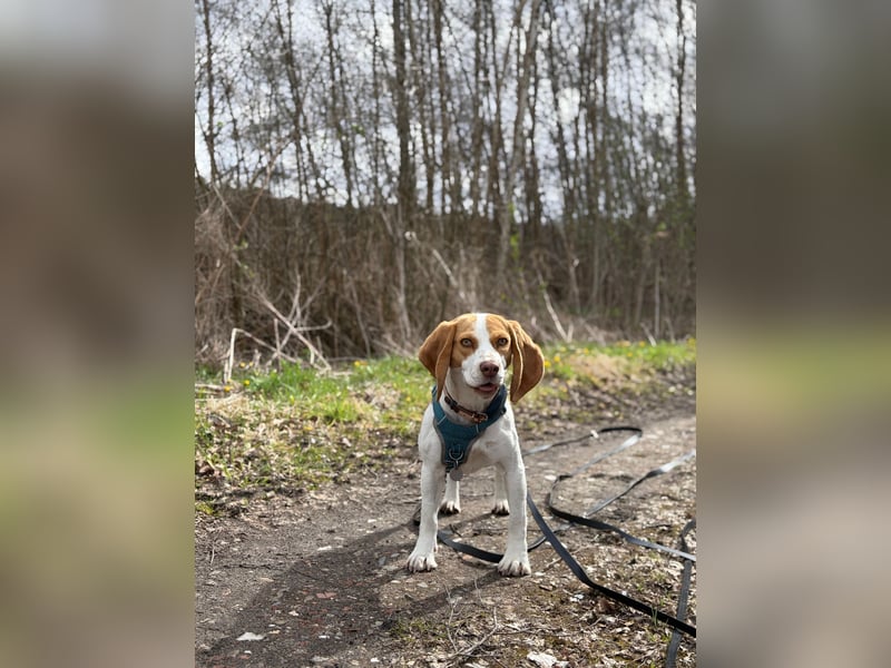 Pippa - Kleine Beagle-Mix Hündin sucht ein Zuhause