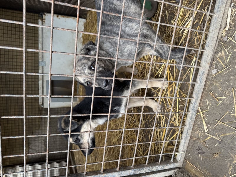 Venus - junge Mischlingshündin sucht liebevolles Zuhause