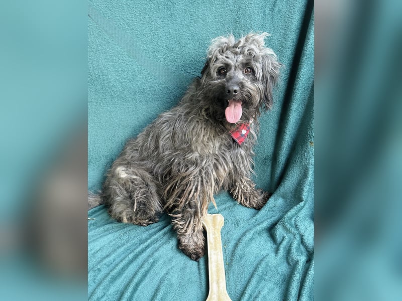 Ella - Sensible Hündin sucht einfühlsames Zuhause