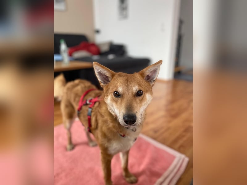 Rony-Aktiver, freundlicher Rüde mit Köpfchen