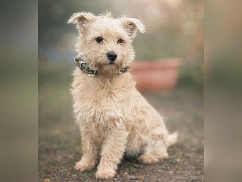 Walley -Bezaubernder Welpe auf der Suche nach seiner Familie!