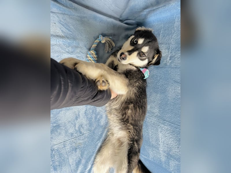 Timur (Trappista) - Menschenbezogener Wirbelwind sucht sein Zuhause