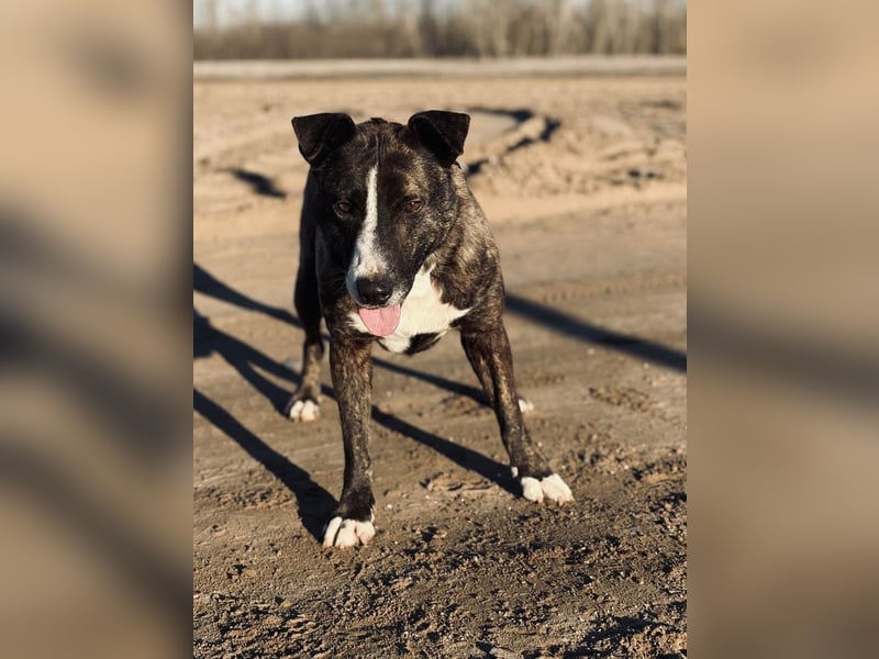 Hardin Fröhlicher, aktiver Traumhund sucht seine Menschen