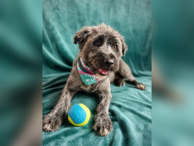 Cody - Sensibler Rüde sucht einfühlsames Zuhause