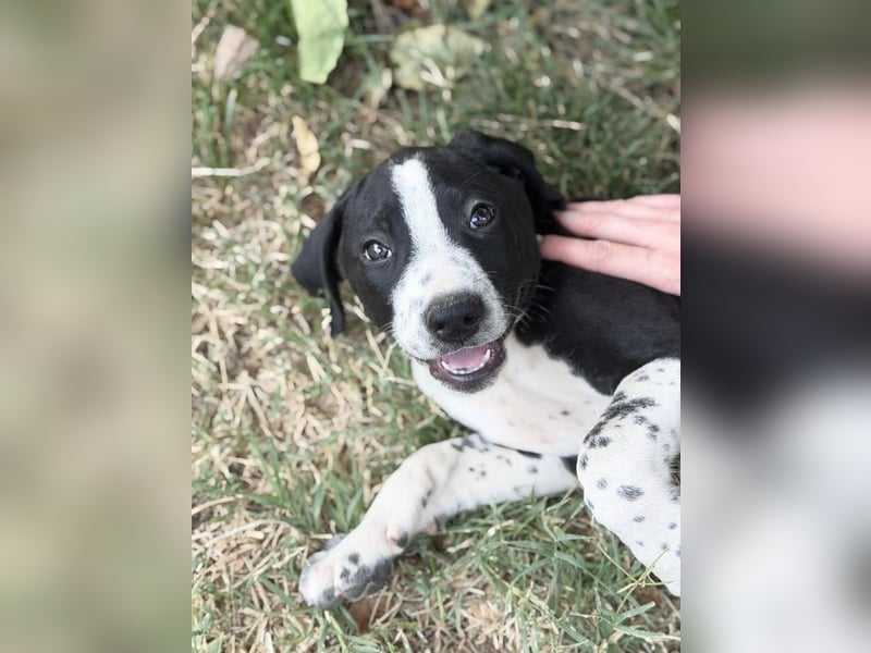 Onyx Fröhlicher kleiner Welpe sucht sein Für-Immer-Zuhause!