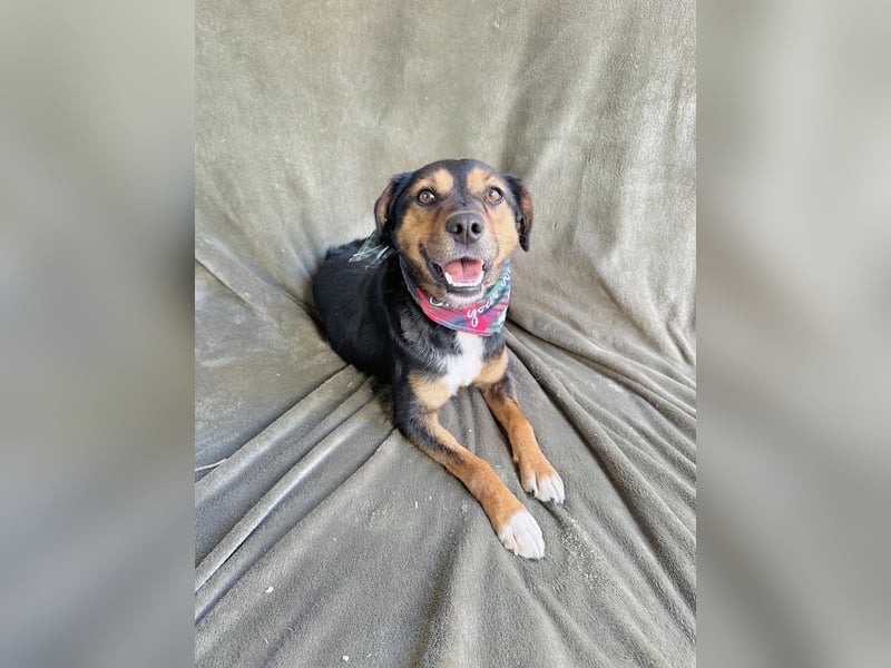 Gareth - Treuer Herzenshund sucht sein Für-immer-Zuhause *bald in 71711 Murr*